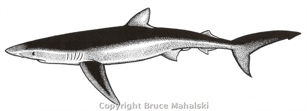 030 - Sharks - Blue Shark Picture A